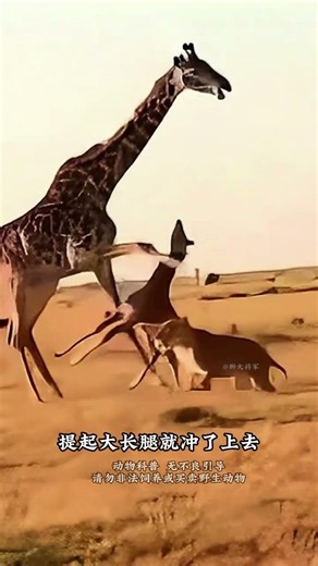 The power of a giraffe's kick #GiraffeSurvival #AnimalScience #KnowledgeBoost #ConfusingAnimalBeh...