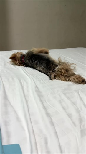 Momentos felices con Chewie, el perrito yorkie
