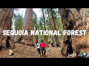 Where to Hike in Sequoia National Forest: Seeing the World’s TALLEST Trees!