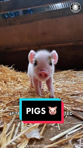 Discover the Intelligence of Pigs: Are They Smarter Than You Think?