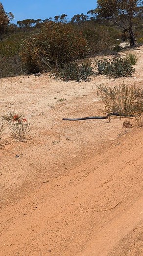 17K views · 61 reactions |  The Speedy Snake Twister  The speedy snake snaked speedily away, but the stealthy snake slowly snuck back. Try saying that five times fast! | Carl Smith | Facebook