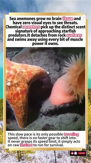 Brainless Eyeless Sea Anemone Flees Starfish Predator At Its Absolute Maximum Speed#animals