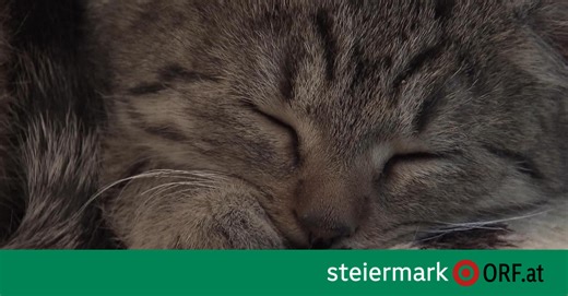 Würdiger Abschied für ein geliebtes Wesen