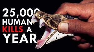 The Big Four: Snakes With the Biggest Kill Count
