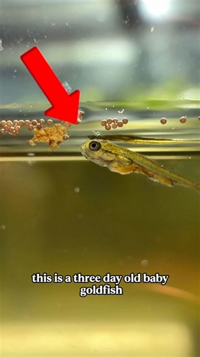 A three-day-old baby goldfish: First look at tiny fry