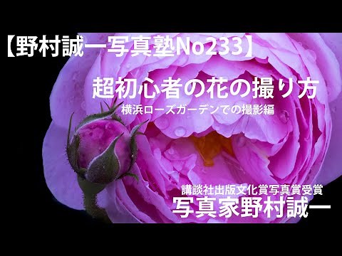 [Seiichi Nomura Photography School No. 233] How to photograph flowers for absolute beginners. Pho...