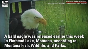 WATCH: A bald eagle took to the sky once more earlier this week after being treated for injuries. | Fox News