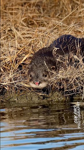 Beautiful River Otter 🦦 going for a swim . Incredibly beautiful!!