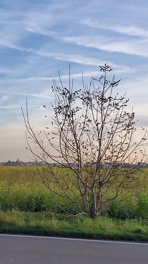 #claudiogyro #autogiro #gyroplane #gyrocopter #flying #fly #flight #aviation #fyp #foryoupage #neiperte #condividi #exstremesports #libertà #amazing #terzadimensione #verticalexploration #tutti #followers #pilot #pilotslife #instapilot #piloforpassion | Claudio Gyro