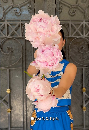 Etapas de las peonías: guía visual de sus flores más deseadas