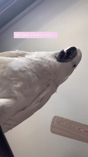 Cockatoo Saying Hi to Eggs - Cute Bird Video