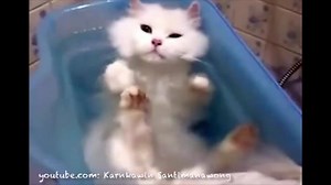 7.7M views · 82K reactions | Bathtime, anyone? ;) Check out WHY you should bathe your cat: www.greatergood.me/1EBzCQP | And My Cat by GreaterGood | Facebook
