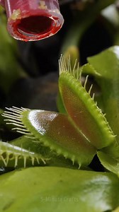 Plants hacks to grow a rich harvest at home | 5-Minute Crafts