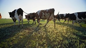 Multi-colored Cows Rays Sun Herd Happy Stock Footage Video (100% Royalty-free) 1082845468 | Shutterstock