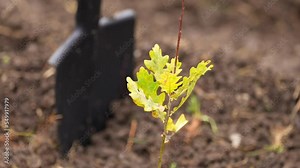 Tree planting event. Environmental action to create a forest by planting oak tree sapling. Close up view of the baby tree with a shovel in background. 4k video. Stock Video