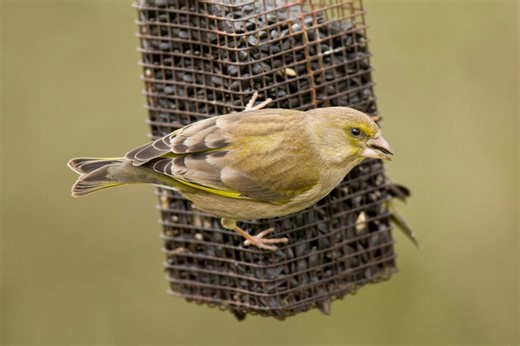 Why the RSPB is warning bird lovers to take down feeders this summer