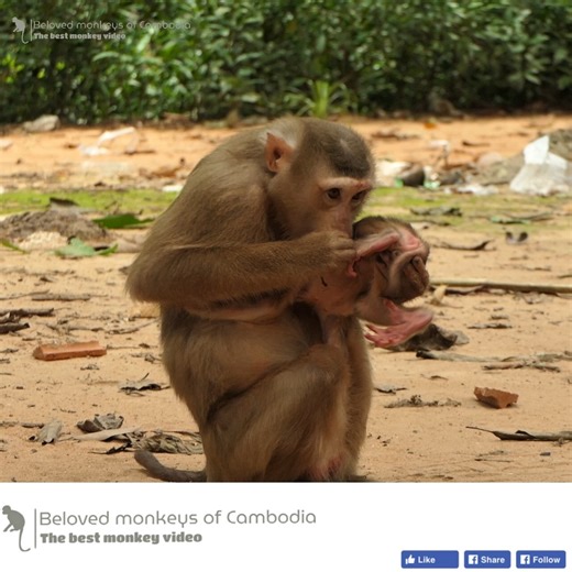 A newborn monkey is quite large; she is a girl, and she begins to walk right away after birth. Everyone was shocked at how powerful this newborn is and how quickly she learned to walk. | Beloved Monkeys Of Cambodia