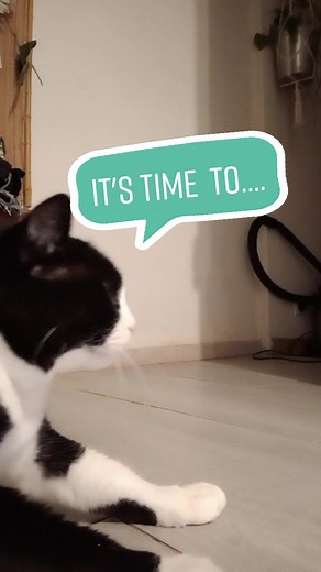 Cat Moving Backwards: Lilou's Life with Daft Punk