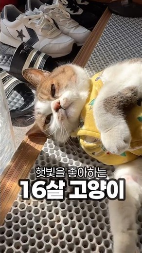 아침 햇살이 너무 좋은 16살 고양이