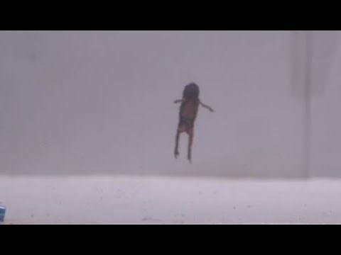 Pumpkin Toadlets are so tiny that they can't jump right