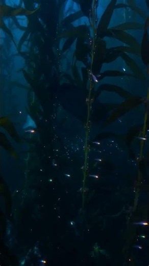 Unveiling the Deep-Sea Dendrogram of the Giant Kelp