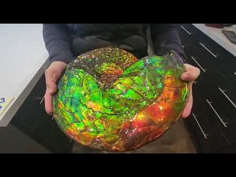 Incredibly Bright Iridescent Ammonite from Canada (ammolite gemstone)