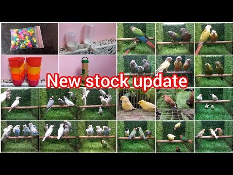 Java variety | finches variety | conure variety | cannery finches | Nagercoil