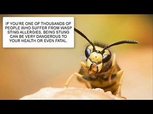 HOW TO GET RID OF WASPS ~ WASP CONTROL UK ~ CATCH-IT LTD PEST CONTROL LONDON