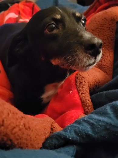 Miya enjoys a few physical triggers, but she absolutely hates most auditory triggers. One upper body rub down in a circular motion, and she's ready for a nap. Unlike a chest scratch (which she also loves), her response to circular rubs on her head or otherwise, is almost an immediate lean and she's ready for sleep. Poor baby is tired. #seniordog #asmr