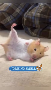 955 reactions · 66 shares | Kiedy Twój chomik wpada w swoje małe przygody, wiesz, że komfort i bezpieczeństwo są kluczowe!  Dzięki ściółce Joris No Smell każdy mały wybryk staje się przyjemną zabawą, a czysta, miękka ściółka dba o jego łapki i nos. ✨ | Joris No Smell | Facebook