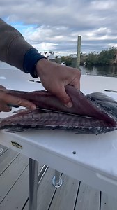 2.3K views · 39 reactions | Share your best Sheepshead cleaning tips in the comments below! @shrimplanding #Shoplocal #Fishing #Fishinglures #Sodiumfishing #Snook #Trout #Redfish #Fishingtackle #Fishingapparel #Shimano #Daiwa #Penn #Yeti #Reels #Rods #Costa #Fishingrods #Florida #Customapparel #Tarponfishing #Castnets #Weekendfishing #Fishpics #sodium #sodiumfish | Sodium Fishing Gear | Facebook