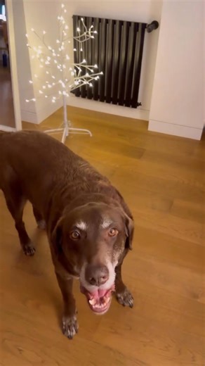 9.8K views · 278 reactions | Ángeles son y ángeles fueron... NO OLVIDEMOS!!! ❤️ #DíaDeMuertos #Mascotas #AmorBonito #CapitánPongo Vanesa Martín Oficial Universal Music México Ducamp Live Entertainment Muziek Universal Music Spain Universal Music Group rlm GTSTalent GTS México #VanesaMartinMx #VanesaMartín #VMMCFO #FMO | Vanesa Martín México Club Fan | Facebook