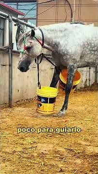 Methods for taming horses. #animals #fyp #Friendship #Us