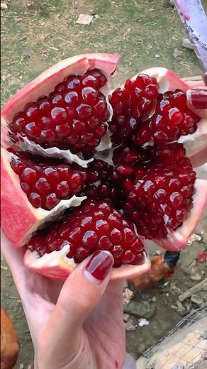 Unfolding A Pomegranate Like A Red Flower