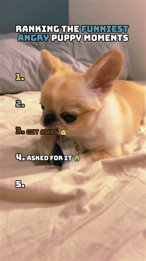 Ranking The Funniest Angry Puppy Moments