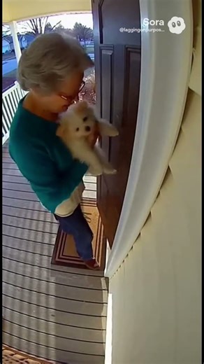 Improvised explosive dog pt. 4 #funny #helpmemakethismakesense #givesyouwings