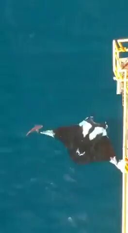 of a huge Manta Ray spotted near Trinidad. There is a shark above it for scale.🧐
