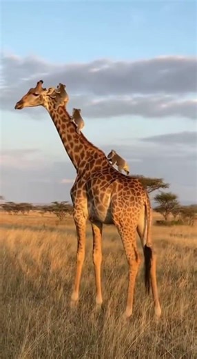 "When Koalas Meet a Moving Tree: Epic Giraffe Climb in African Savanna"