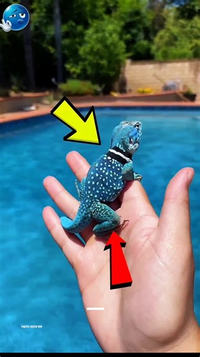 How Do Pet Lizards Lay Eggs? 🦎🥚 You Won’t Believe This!#shorts#shortvideo