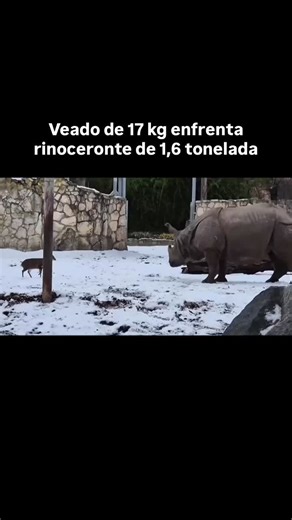 Os vídeos de Deka (@andreamicro) com som original - os melhores memes do Brasil