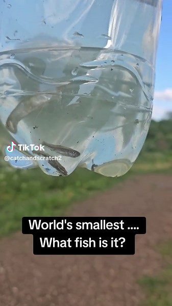Identifying the World's Smallest Fish Caught