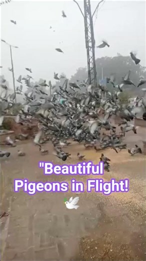 Beautiful Pigeons Flying & Feeding | Relaxing Bird Video | Amazing Pigeon Flock 🕊️ #birdstagram
