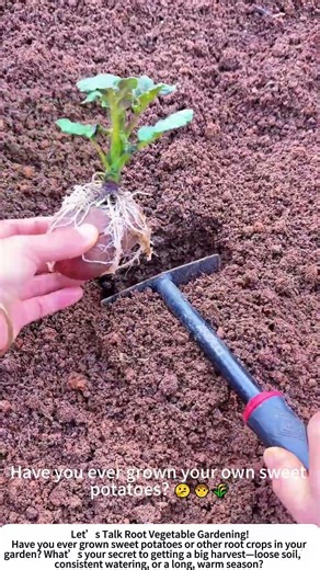 Planting Sweet Potato Slips – A Simple Start to a Bountiful Harvest! 🍠💪