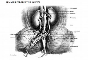 Urogenital System