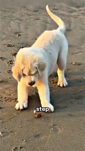 This puppy meets the cutest crab