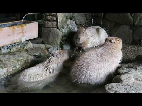 Hinase and Momiji Like to Have the Onsen All to Themselves