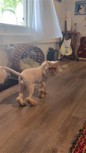 Introducing the Persian Cat Lion Cut