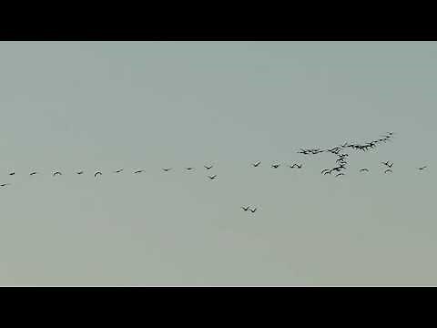 Canada Geese in flight.