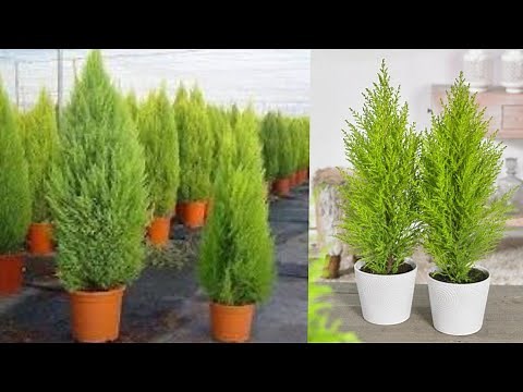 السرو الليمونى نبات زينة جميل | جولد ستار
