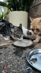 Is This The BEST Cat Food EVER? 👀